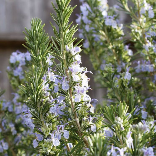 Rosemary hair oil